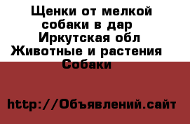 Щенки от мелкой собаки в дар - Иркутская обл. Животные и растения » Собаки   